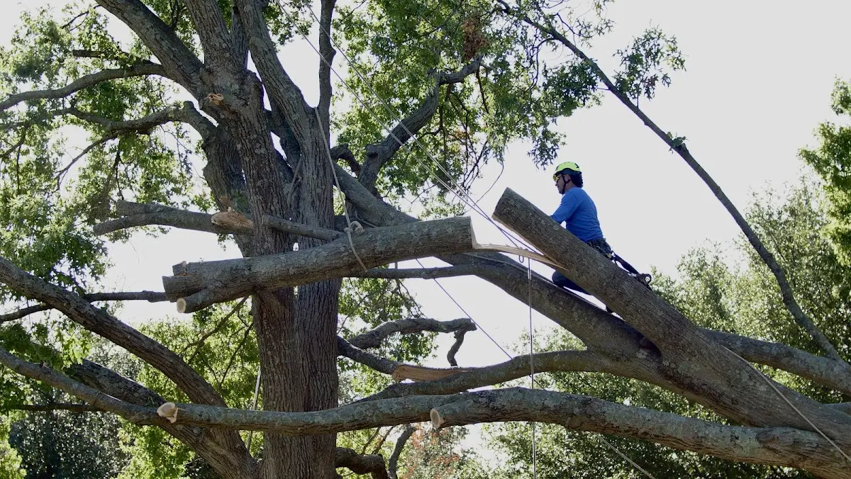 Professional Hazardous Tree Removal performed by certified arborists in Temple